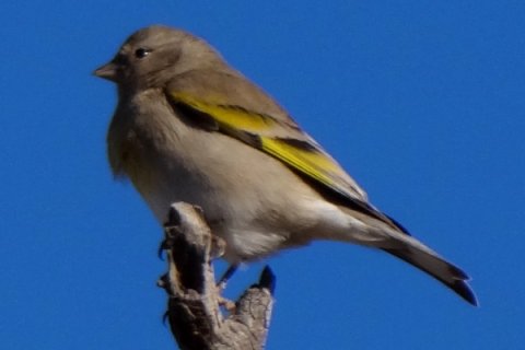 Sahaurita, AZ - Jan. 9, 2012 - female