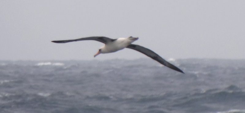 Offshore from Ventura, Santa Barbara Co., CA  - Apr. 27, 2013 - breeding adult in flight