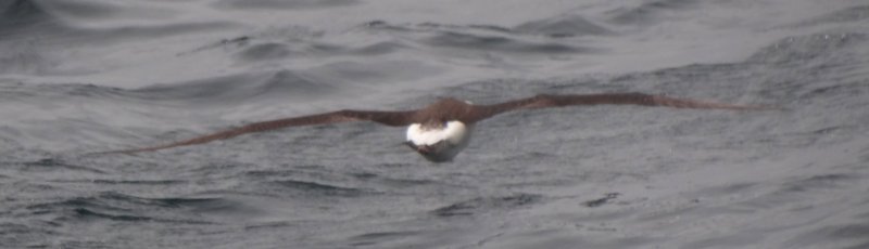 Offshore from Ventura, Santa Barbara Co., CA  - Apr. 27, 2013 - breeding adult in flight
