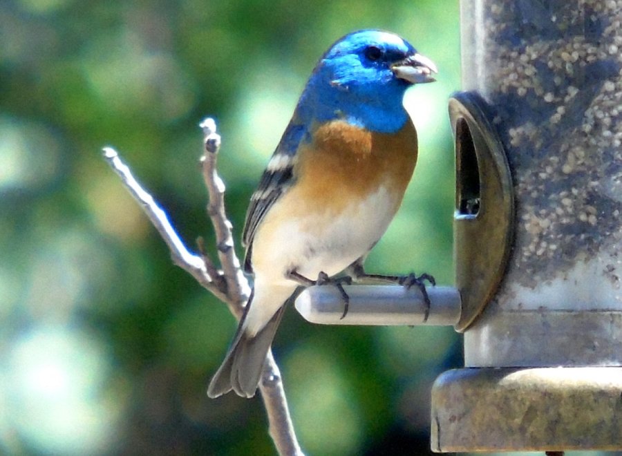 Patton's, Patagonia, AZ - Apr. 22, 2016 - male breeding plumage