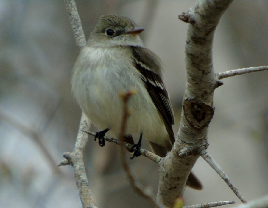 South Canaan, NS - May 9, 2015