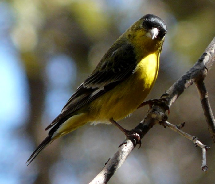 Madera Canyon, AZ - Apr. 8, 2010 - male western 'green-backed' population