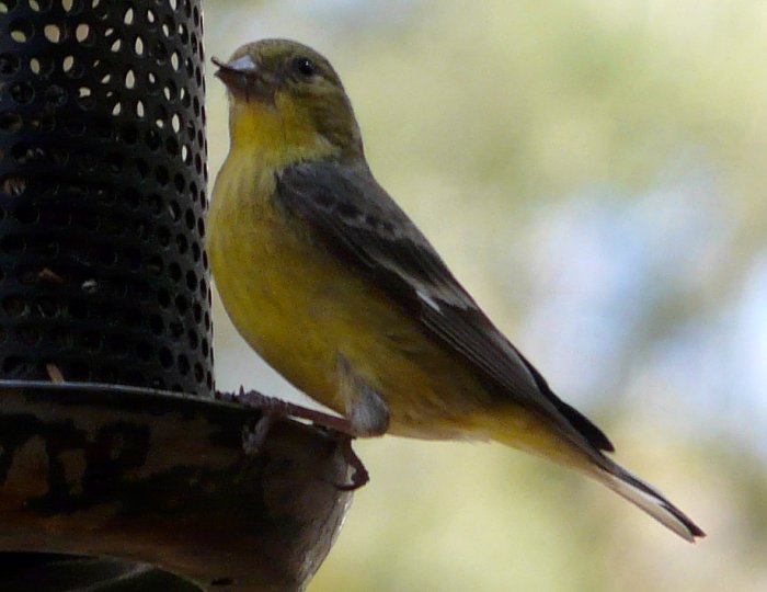 Madera Canyon, AZ - Apr. 8, 2010 - female