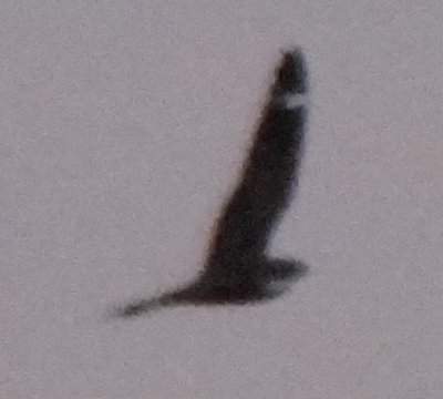 Yuma, AZ - Apr. 20, 2013