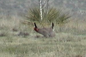 Lek near Campo, CO - Apr. 22, 2003