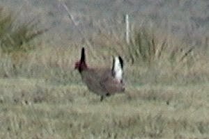 Lek near Campo, CO - Apr. 22, 2003