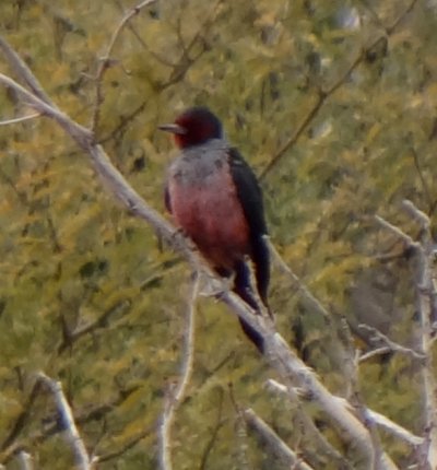 Gene Reid Park, Tucson, AZ - Jan. 9, 2014