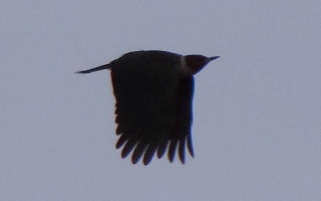 Gene Reid Park, Tucson, AZ - Jan. 9, 2014 - in flight