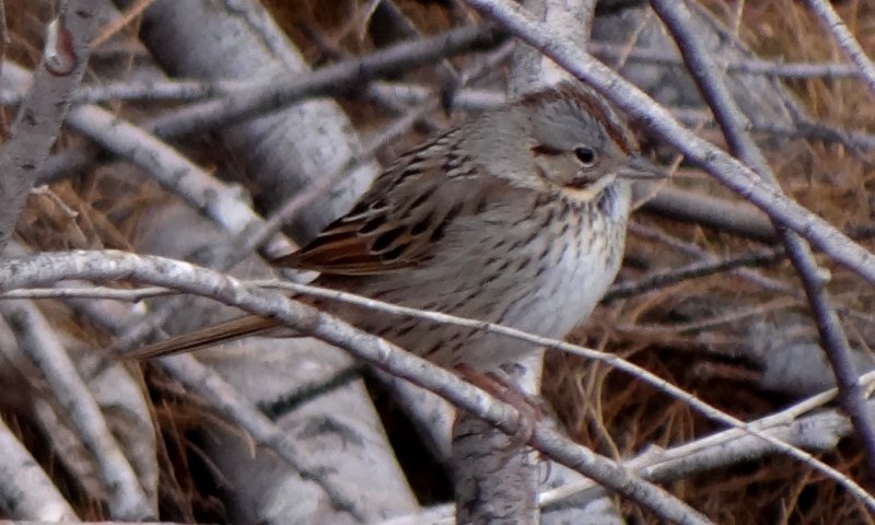 South of Eloy, AZ - Jan. 31, 2014