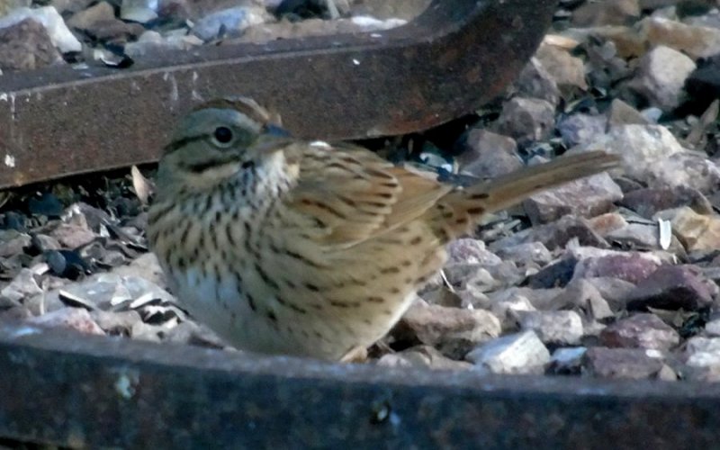 Coolidge, AZ - Jan. 17, 2016