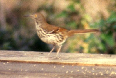 Bensten - Rio Grande State Park, TX - Apr. 1, 1986