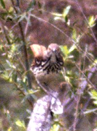 San Ygnacio, TX - Apr. 6, 1986