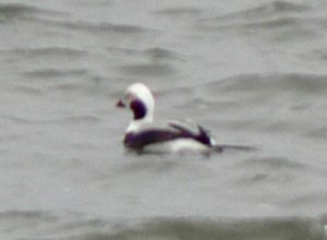 Fisherman's Reserve, NS - Feb. 3, 2006 - winter male
