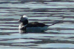 Digby, NS - Apr. 25, 2011 - moulting male
