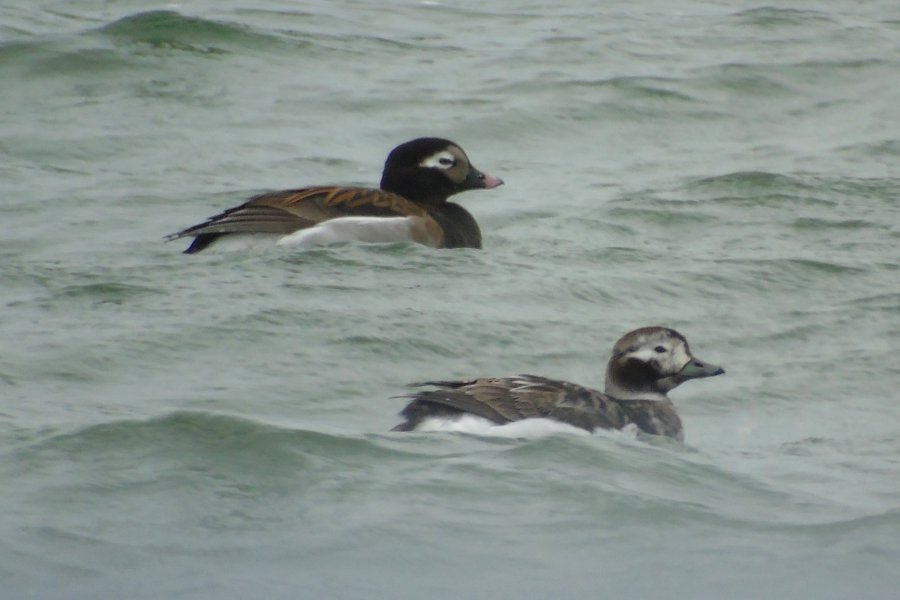 Overton, NS - May 7, 2017 - summer male (rear left) and female (front right)