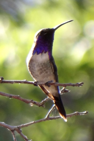 Ash Canyon, AZ - Apr. 16, 2013 - male