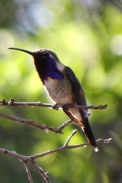 Ash Canyon, AZ - Apr. 16, 2013 - male