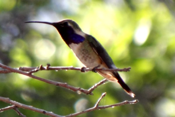 Ash Canyon, AZ - Apr. 16, 2013 - male