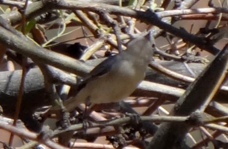Aravaipa Canyon (west), AZ - Mar. 18, 2013