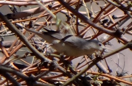 Aravaipa Canyon (west), AZ - Mar. 18, 2013