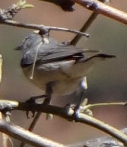 Aravaipa Canyon (west), AZ - Mar. 18, 2013