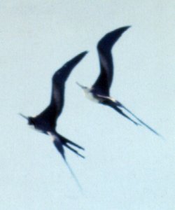 Dry Tortugas, FL - May 12, 1985