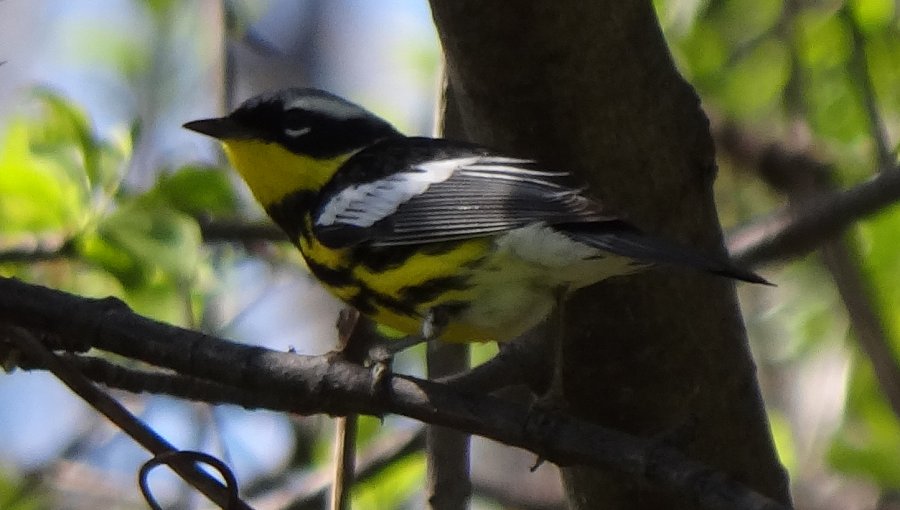 Britannia Conservation Area, Ottawa, ON - May 6, 2012 - male