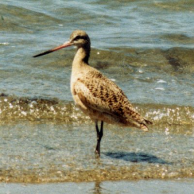 Bodega Bay, CA - Apr. 30, 1980