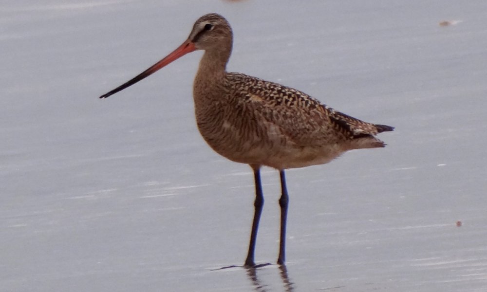Tijuana Slough National Wildlife Refuge, Seacoast Drive Beach Trail, CA - Apr. 24, 2013 - breeding plumage