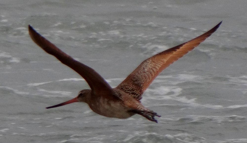 Tijuana Slough National Wildlife Refuge, Seacoast Drive Beach Trail, CA - Apr. 24, 2013 - in flight