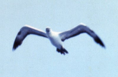 Offshore from Manteo, NC - Aug. 22, 1987