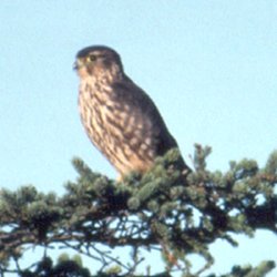 Brier Island, NS - Oct. 3, 1990