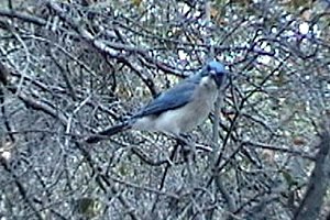Big Bend National Park, TX - Apr. 19, 2003