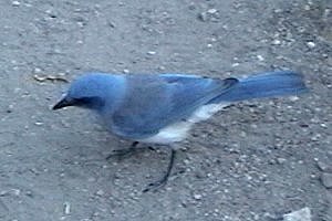 Big Bend National Park, TX - Apr. 19, 2003