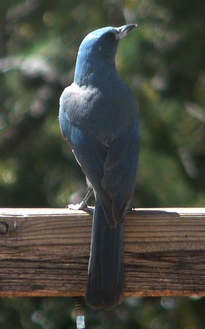 Madera Canyon, AZ - Apr. 8, 2010 - Arizona Juvenile