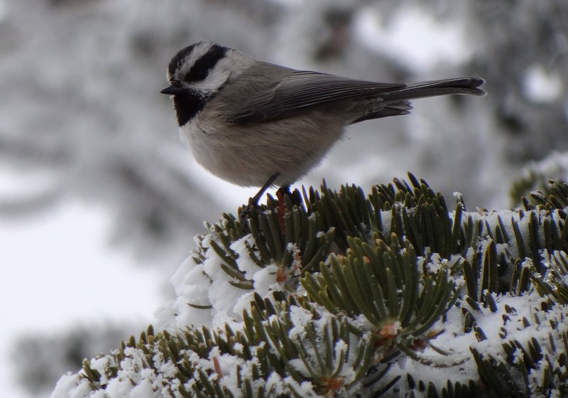 Sandia Crest, NM - Dec. 21, 2011