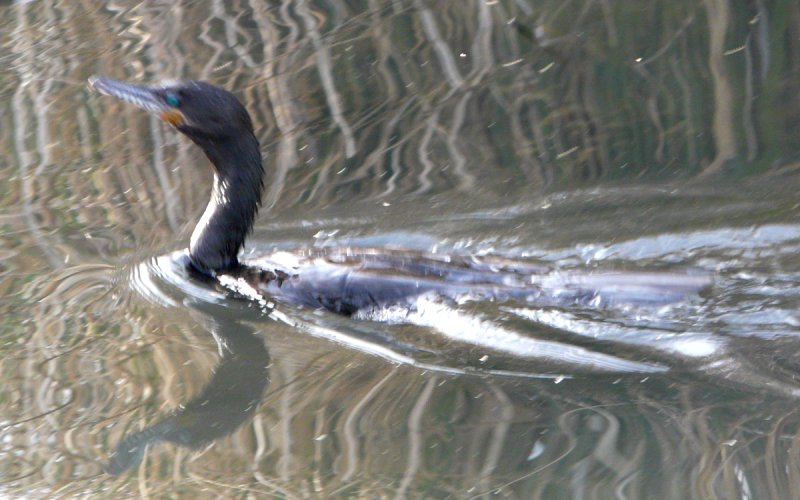 Gilbert, AZ - Apr. 2, 2010