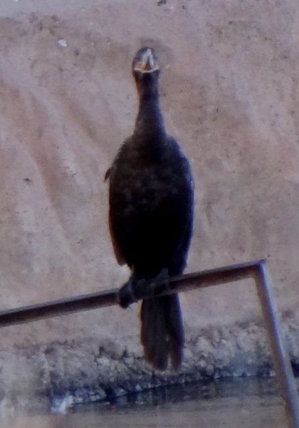 Paradise Lake, Arizona City, AZ - Jan. 30, 2014
