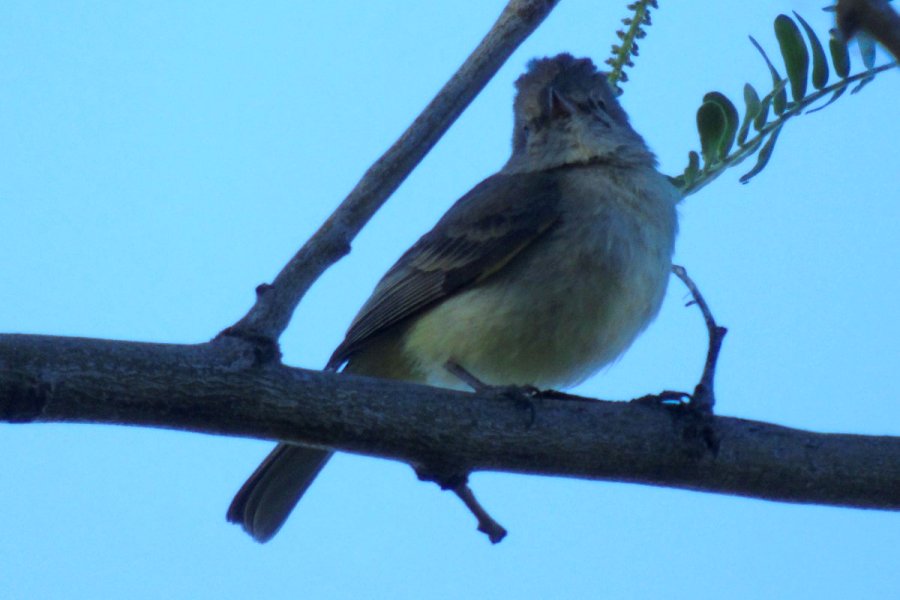Agua Caliente Park, E of Tucson, AZ - Mar. 25, 2016