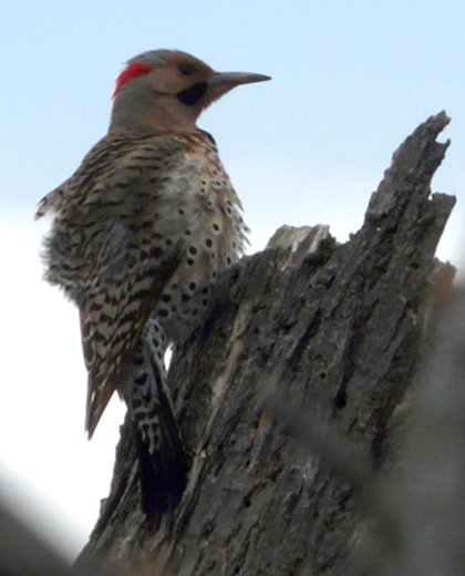 Britannia Conservation Area, Ottawa, ON - May 7, 2011 - male - 