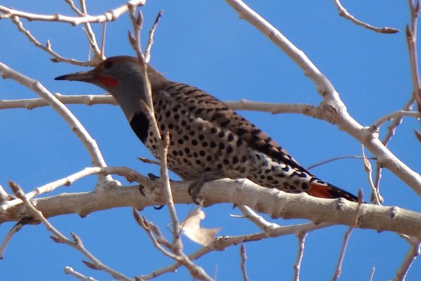 Bosque del Apache, NM - Dec. 20, 2011 - male - 