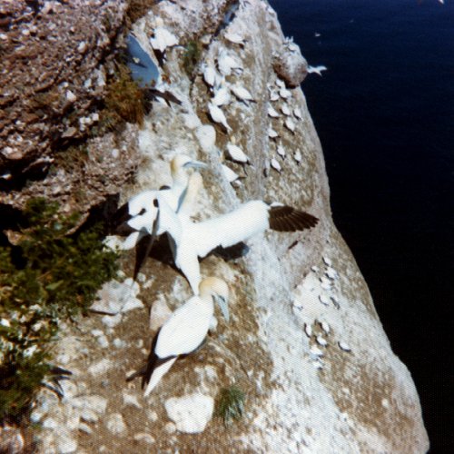 Ile Bonaventure, QC - Aug. 20, 1974