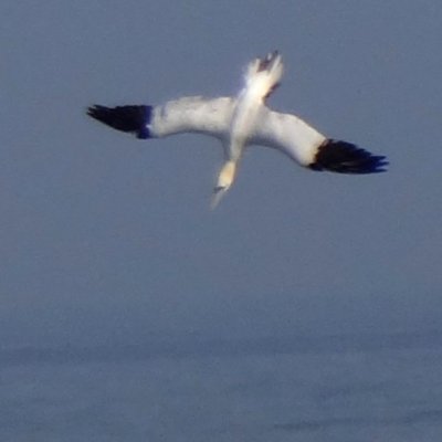 Summerhaven, FL - Jan. 10, 2013 - diving
