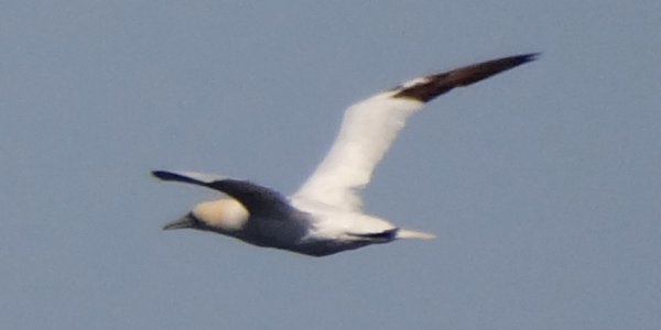 Brier Island, NS - Sep. 19, 2013 - in flight