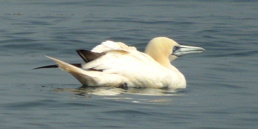Offshore from Lower West Pubnico, NS - Aug. 29, 2015