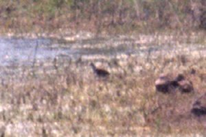 E. of Refugio, TX - Mar. 29, 1986