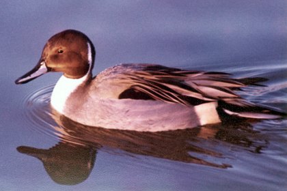 Reifel MBS, Westham Island, BC - Late 1978 - male