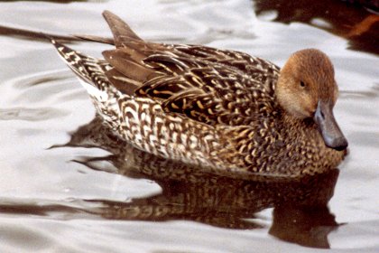 Sullivan's Pond, Dartmouth, NS - Feb. 9, 1982 - female