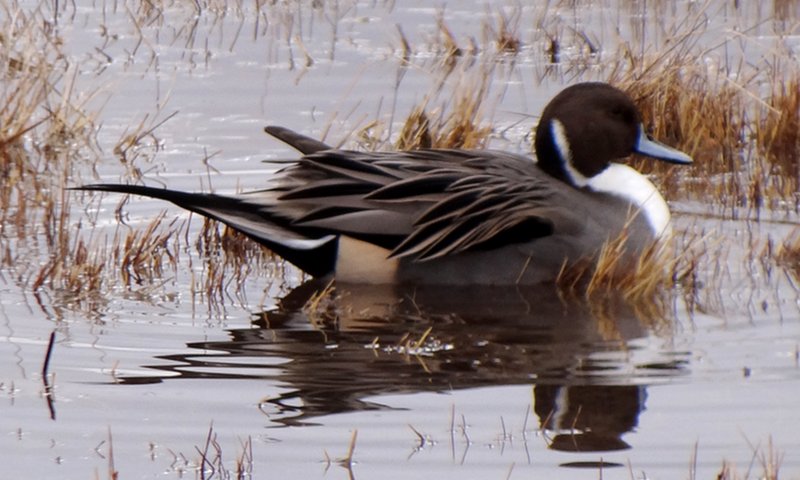 Bosque del Apache, NM - Dec. 20, 2011 - male