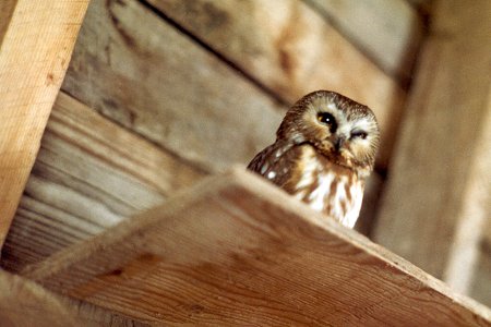Kingston, NS - Jan. 24, 1982 (shelf ornament)
